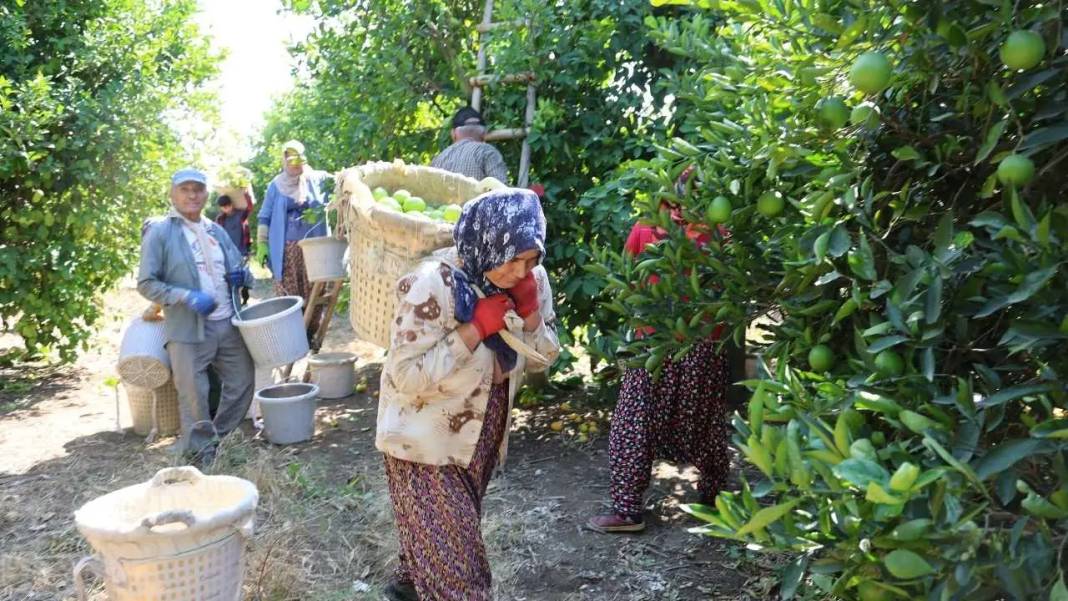 Adana’da Limonu Hem Don Hem Kuraklık Vurdu! Altın Değerinde Hasat Başladı 3